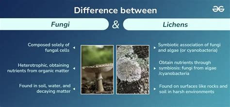 how are lichens similar to fungi